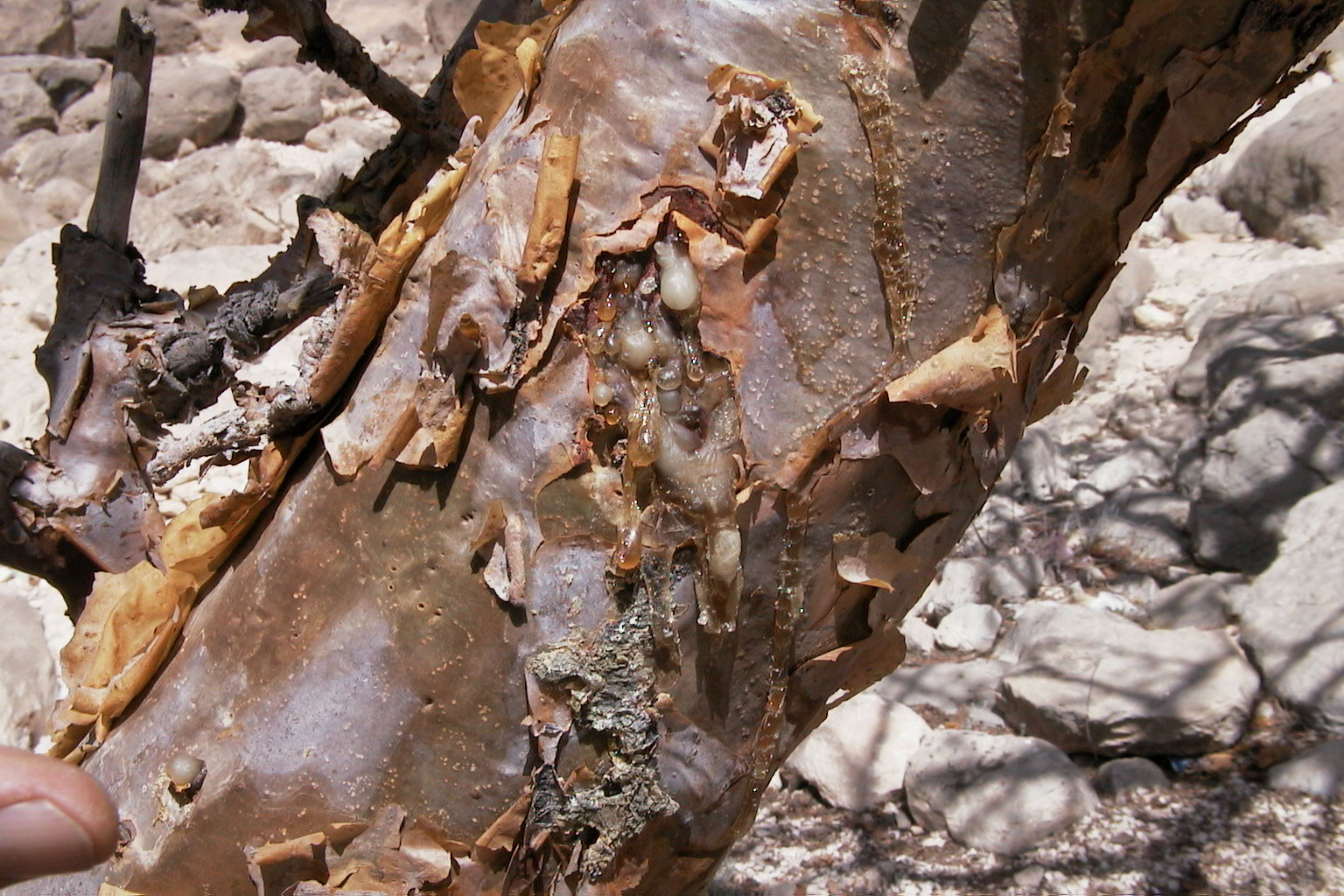 Frankincense resin oozing from Boswellia sacra bark